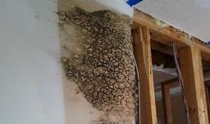Water Damage Restoration Caused Mold Growth