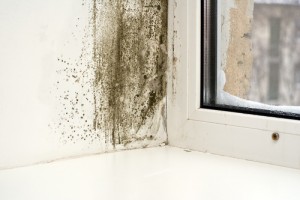 Home Mold Infestation