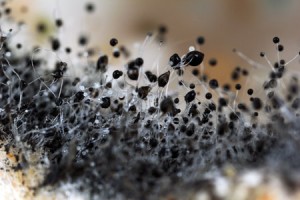 Mold Spores